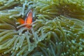 Clown Fish in Luminescent Sea Anemone off Padre Burgos, Leyte, Philippines
