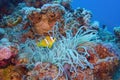 Clown fish near sea anemone. Amphiprion bicinctus - Two-banded anemonefish. Red Sea Royalty Free Stock Photo