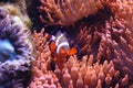 Clown fish (nemo)