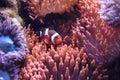 Clown fish (nemo) Royalty Free Stock Photo