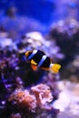 Clown fish nemo Royalty Free Stock Photo