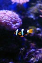 Clown fish nemo Royalty Free Stock Photo