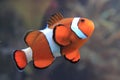 clown fish nemo Royalty Free Stock Photo