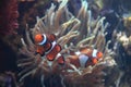 clown fish nemo Royalty Free Stock Photo