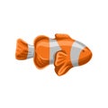 Clown fish, orange and white striped fish vector Illustration