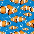 Clown fish. Marine life in the sea and ocean. Beautiful fish swim on a blue background Royalty Free Stock Photo