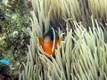 Clown Fish in pink tip anemone Royalty Free Stock Photo