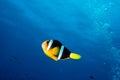 Clown fish portrait on deep blue ocean Royalty Free Stock Photo