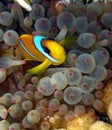 Clown Fish in purple anemone Royalty Free Stock Photo
