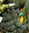 Clown Fish in purple anemone Royalty Free Stock Photo