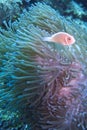 Clown fish in purple green sea anemone, Balicasag Island, Panglao, Bohol, Philippines Royalty Free Stock Photo