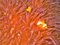 Clown fish and sea anemone Royalty Free Stock Photo