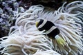 Clown fish and sea anemone Royalty Free Stock Photo