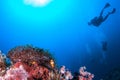 Clown fish in sea anemone rocks and Scuba Diver.