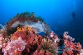 Clown fish in sea anemone rocks under the blue sea.