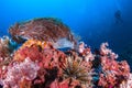 Clown fish in sea anemone rocks under the blue sea