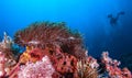 Clown fish in sea anemone rocks under the blue sea