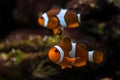 a clown fish swim above the bottom Royalty Free Stock Photo