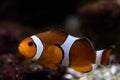 A clown fish swim above the bottom Royalty Free Stock Photo