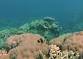 Clown fish on a coral head on the Great Barrier Reef Royalty Free Stock Photo