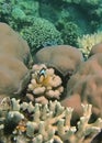 Clown fish on a coral head on the Great Barrier Reef Royalty Free Stock Photo