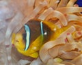 Clown Fish swimming in anemone