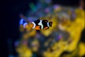 Clown fish swimming Royalty Free Stock Photo