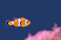 Clown fish swimming in blue water with pink anemone