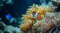 Clown fish swimming in the corals, Amphiprion Clownfish In Marine . Generative Ai Royalty Free Stock Photo