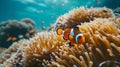 Clown fish swimming in the corals, Amphiprion Clownfish In Marine . Generative Ai Royalty Free Stock Photo