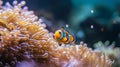 Clown fish swimming in the corals, Amphiprion Clownfish In Marine . Generative Ai Royalty Free Stock Photo
