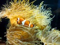 Clown fish swimming near colorful corals, abstract natural background, beautiful wildlife, wonderful nature Royalty Free Stock Photo