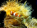 Clown fish swimming near colorful corals, abstract natural background, beautiful wildlife, wonderful nature Royalty Free Stock Photo