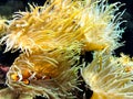 Clown fish swimming near colorful corals, abstract natural background, beautiful wildlife, wonderful nature