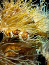 Clown fish swimming near colorful corals, abstract natural background, beautiful wildlife, wonderful nature Royalty Free Stock Photo