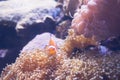 Clown Fish swimming in sea anemones in aquarium