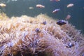 Clown Fish swimming in sea anemones in aquarium