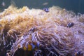 Clown Fish swimming in sea anemones in aquarium