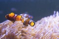 Clown Fish swimming in sea anemones in aquarium