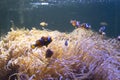 Clown Fish swimming in sea anemones in aquarium Royalty Free Stock Photo