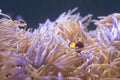 Clown Fish swimming in sea anemones in aquarium Royalty Free Stock Photo
