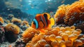 A clown fish swimming in the sea, surrounded by anemones and other marine life, showcasing its vibrant orange color with black Royalty Free Stock Photo