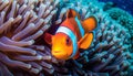 Clown fish swimming in vibrant coral reef generated by AI Royalty Free Stock Photo