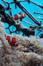 Clown fish symbiotic with anemone