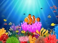 Clown fish under the sea Royalty Free Stock Photo