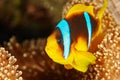 Clown fish Royalty Free Stock Photo