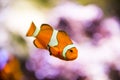 Clown fish underwater bokeh background Royalty Free Stock Photo