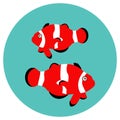 Clown fishes in cartoon style on blue circle