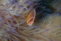 Clown fishes (Nemo) Royalty Free Stock Photo