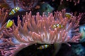 Clown fishes and sea anemone Royalty Free Stock Photo